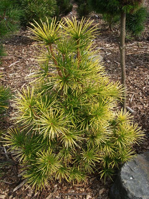 Sciadopitys verticillata 'Goldammer'