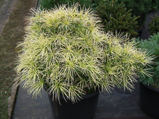 Sciadopitys verticillata 'Mireille'