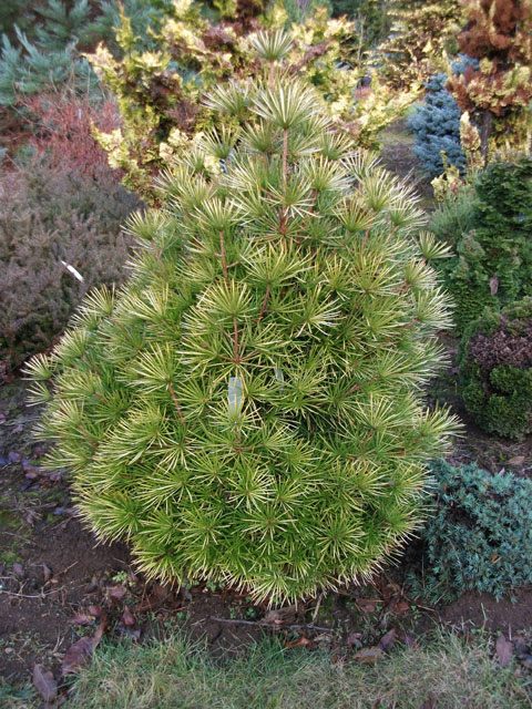 Sciadopitys verticillata 'Richies Cushion'