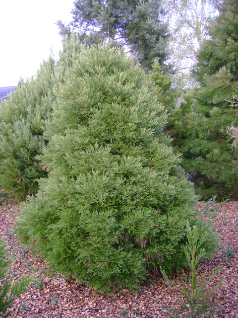 Sequoiadendron giganteum 'Von Martin'