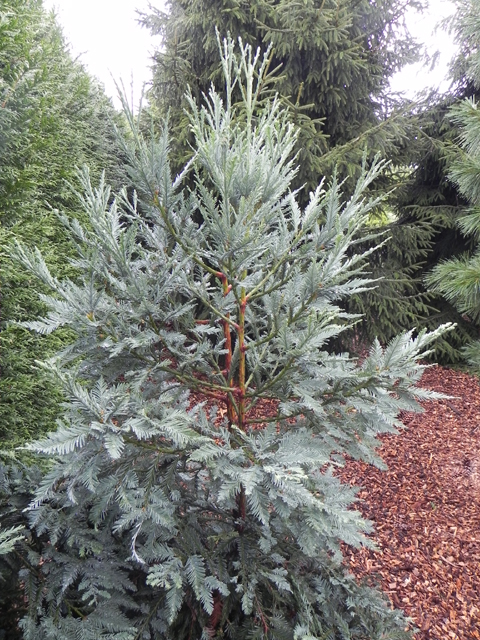 Sequoia sempervirens 'Glauca'