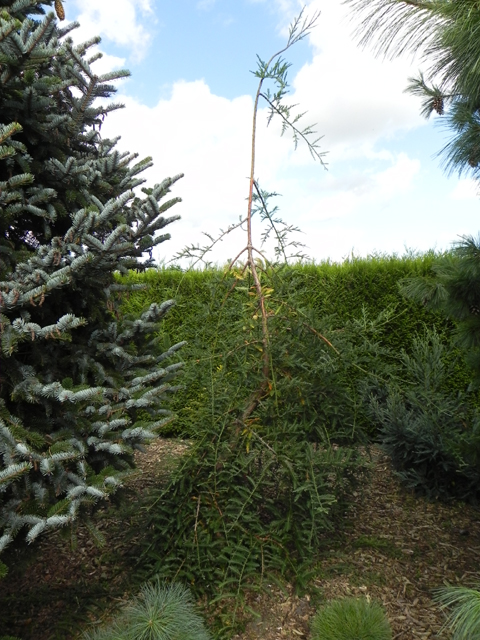 Sequoia sempervirens 'Pendula'