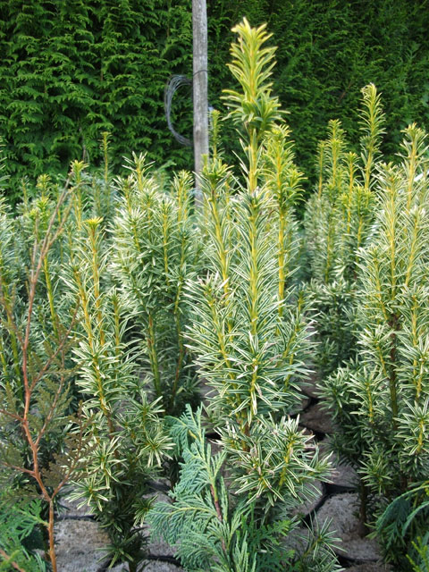 Taxus baccata 'Filip's White Column'