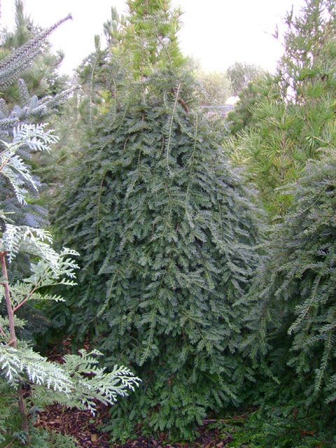 Taxus baccata 'Pendula Gracilis' (Graciosa)