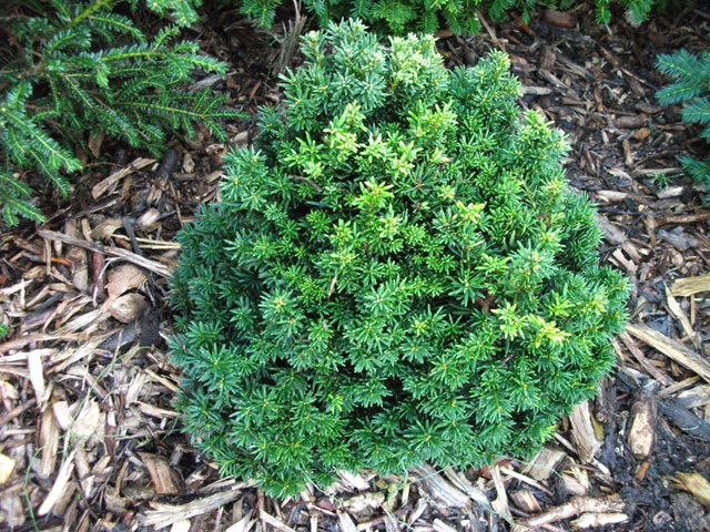 Taxus baccata 'Green Diamond'