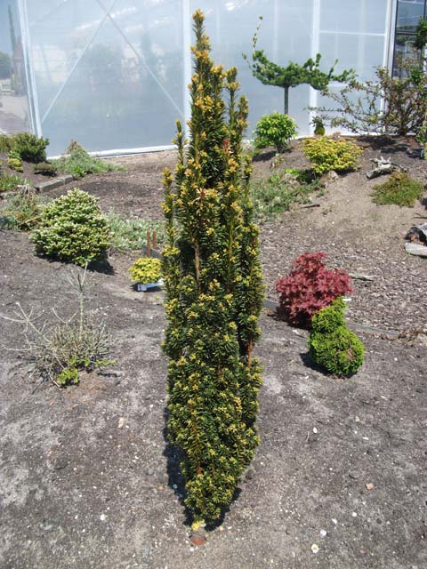 Taxus baccata 'Micro' (Fastigiata Micro)