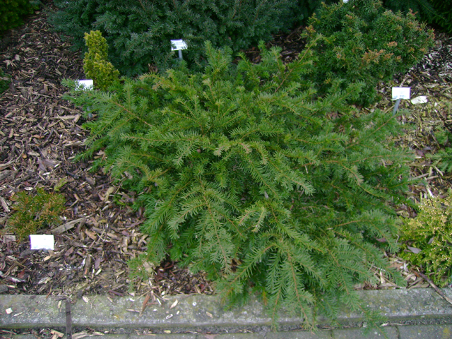 Taxus baccata 'Repandens'