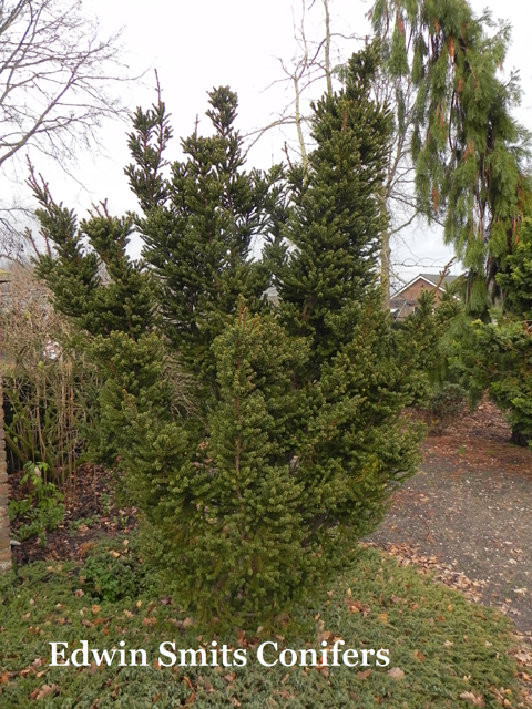 Taxus cuspidata 'Amersfoort'