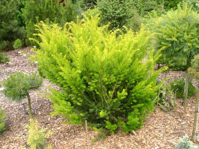 Taxus media (x) 'Filip's Goldhedge'