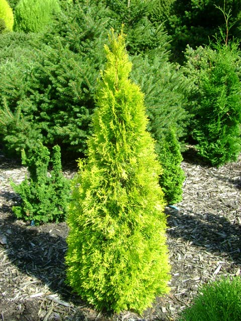 Thuja occidentalis 'Filips Magic Moment' 