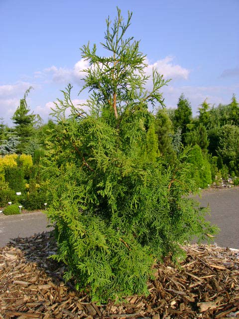 Thuja plicata 'Filip's Green Queen'