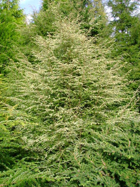 Tsuga canadensis 'Gentsch White'