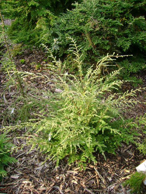 Tsuga canadensis 'Eisberg'